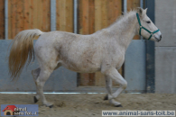 En savoir plus sur Shana