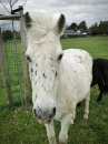 En savoir plus sur Billy