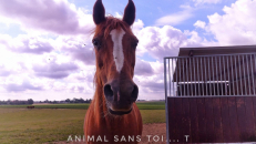 En savoir plus sur Melody