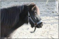 En savoir plus sur Zorro