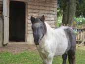 En savoir plus sur Lune (Pitou)