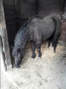 En savoir plus sur Blacky