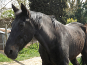 En savoir plus sur Clovis